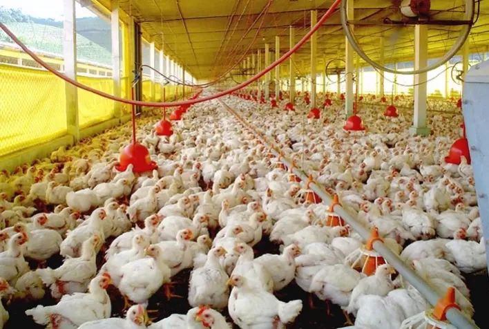 Poder de compra do frango vivo em relação ao milho permanece mais de 20% aquém do registrado entre 2013 e 2019