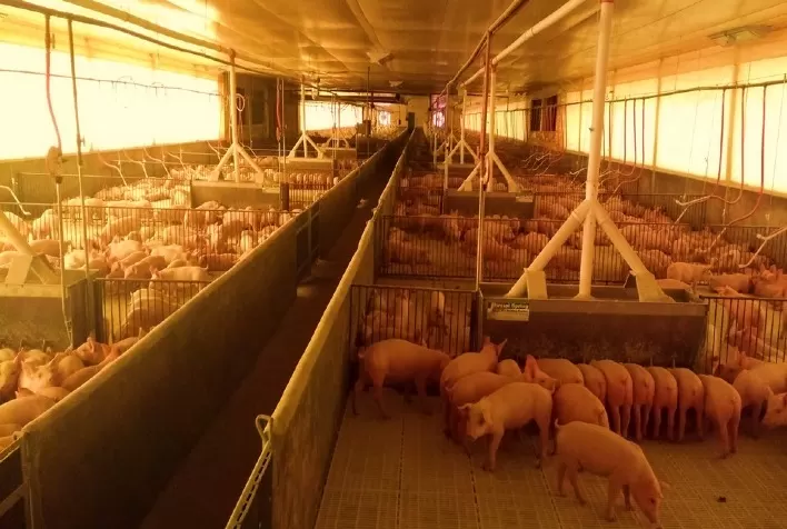 Desempenho do suíno, na granja, na 43ª semana de 2022, quarta de outubro