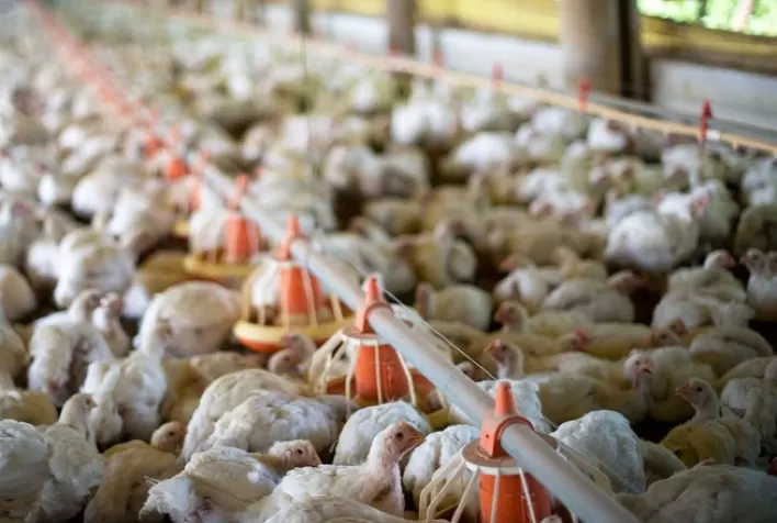 Desempenho do frango vivo em outubro e nos 10 primeiros meses de 2022