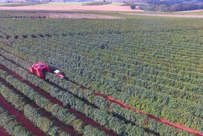 Pressão de melhora no clima brasileiro favorece o café, avalia hEDGEpoint Global Markets