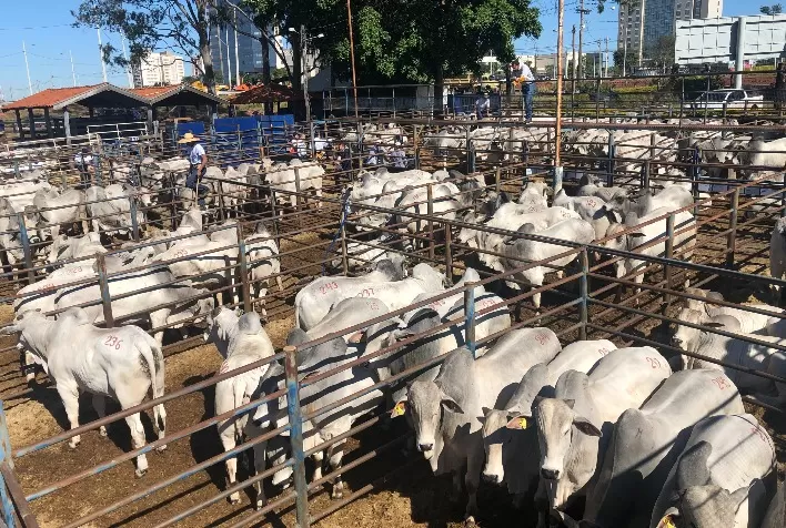 Agro-Pecuária CFM oferta 250 touros Nelore em seu último leilão do ano