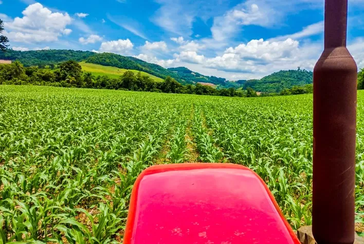 Plantio do milho atinge 91% no Paraná com melhora das condições de clima
