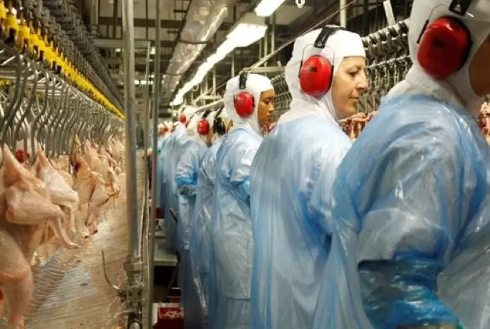 Principal destino na exportação, Oriente Médio recebe 60% da carne de frango de empresa paranaense