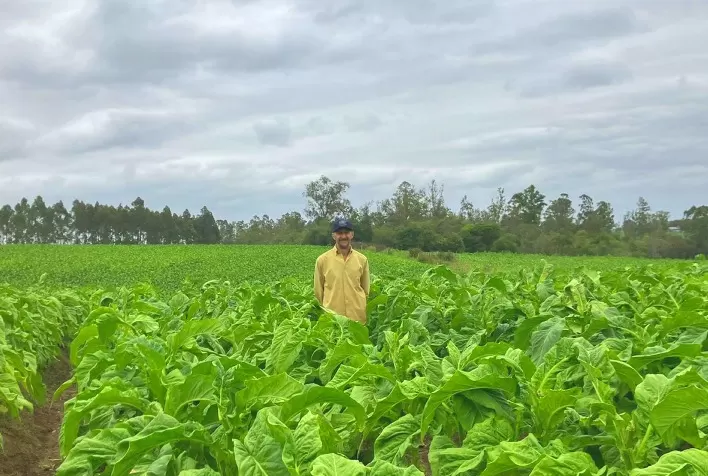 Produtores de tabaco dão exemplo de cultivo sustentável