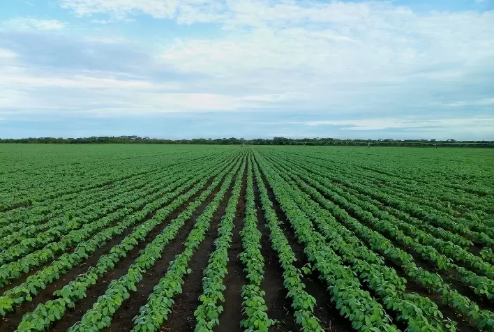 Como uma empresa de agronegócio pode lucrar mais