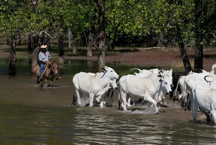 Suplementação com aditivos naturais demonstra o cuidado com o meio ambiente