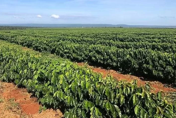 Com início da florada, cafeicultores devem estar atentos à mancha-de-phoma
