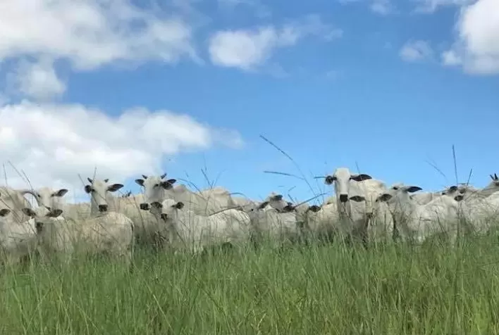 Arroba do boi e vaca gorda cai em Mato Grosso se aproximando dos resultados do embargo chinês de 2021