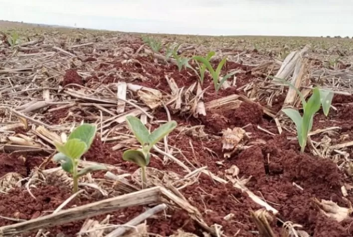 Com Plantio Direto, produtora de soja melhora fertilidade do solo e aumenta a produtividade em 190%