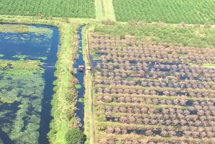 Flórida: Com queda na produção, preços de frutas cítricas devem aumentar após o furacão Ian