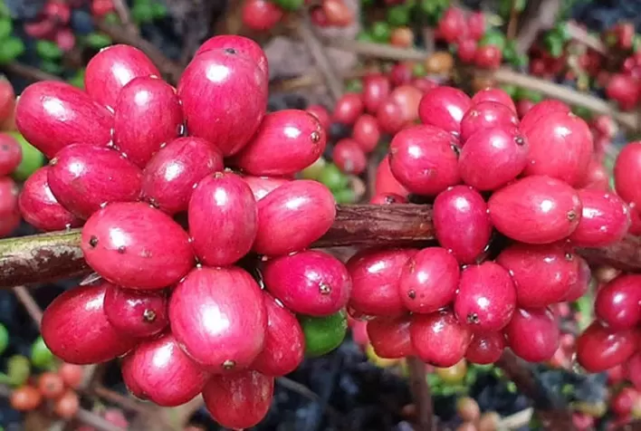 Produtores mineiros recebem compradores internacionais de café
