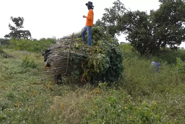 Cultivo da mandioca oferece vantagens para produtores do semiárido