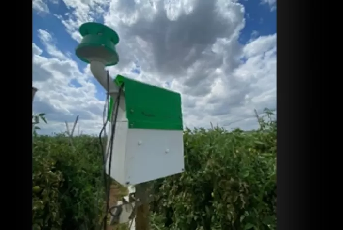 Com início da safra de tomate, produtores podem ser mais assertivos com o uso de armadilha eletrônica e monitoramento de insetos