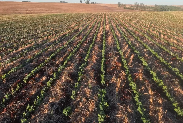 Produtores de soja do oeste da Bahia correm com o plantio para instalar safrinha