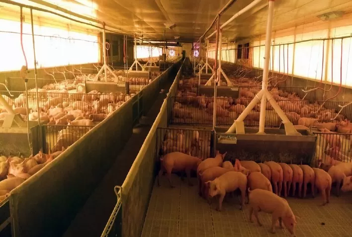 Desempenho do suíno, na granja, na 44ª semana de 2022, primeira de novembro