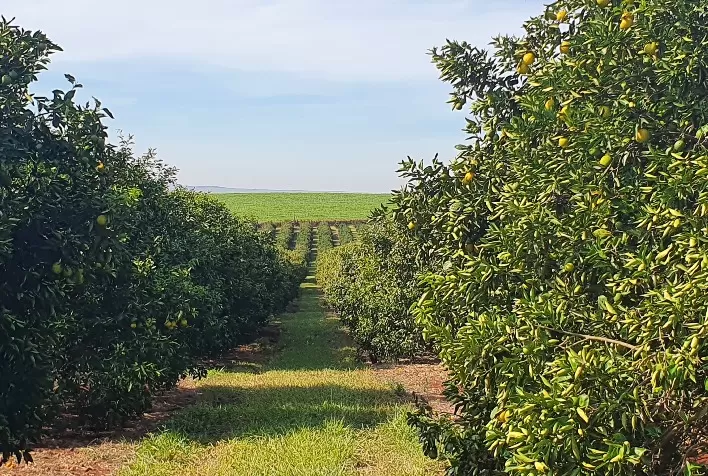 Greening ainda é a doença cítrica mais destrutiva do Brasil