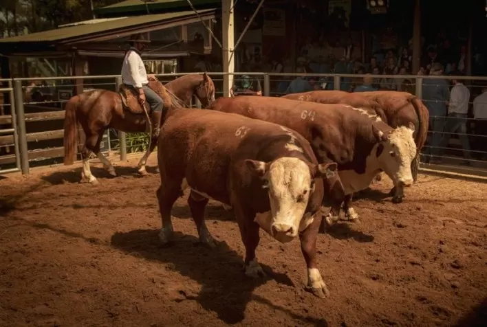 Genética garante resultados positivos em leilões de Primavera