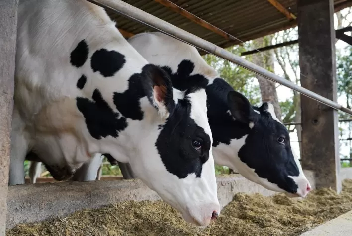 Produtores de leite e gado de corte compartilham suas experiências para aumentar sua produtividade no Circuito Silagem 360º