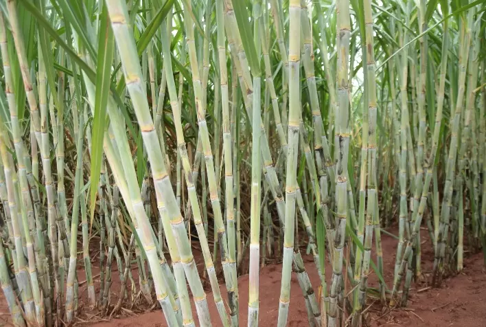 Importância da nutrição eficiente na rentabilidade do canavial