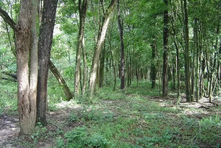 Estudo da UFLA aponta que medidas de conservação e restauração de florestas podem aumentar em até 17% estoque de carbono na Mata Atlântica
