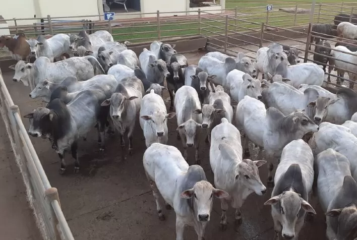 Boi gordo: pecuaristas conquistaram o primeiro reajuste de novembro
