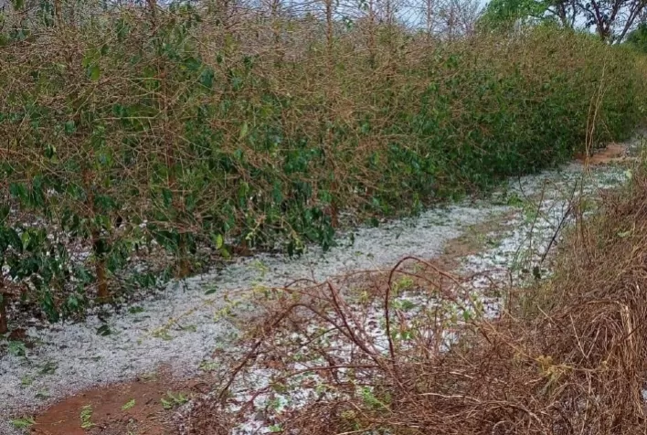 Intempéries climáticas impactam lavouras em Minas