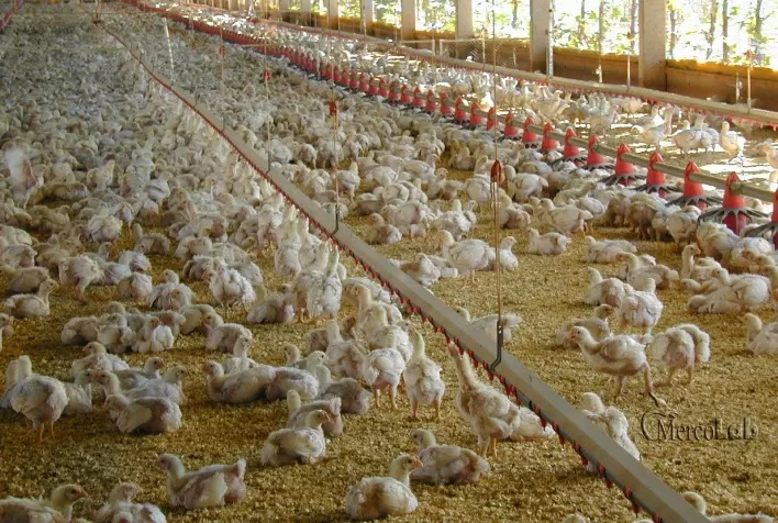 Avicultura paranaense investe em tecnologia e inovação