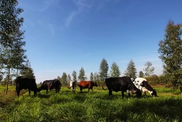 Brasil apresentará seu modelo de agricultura sustentável na COP 27