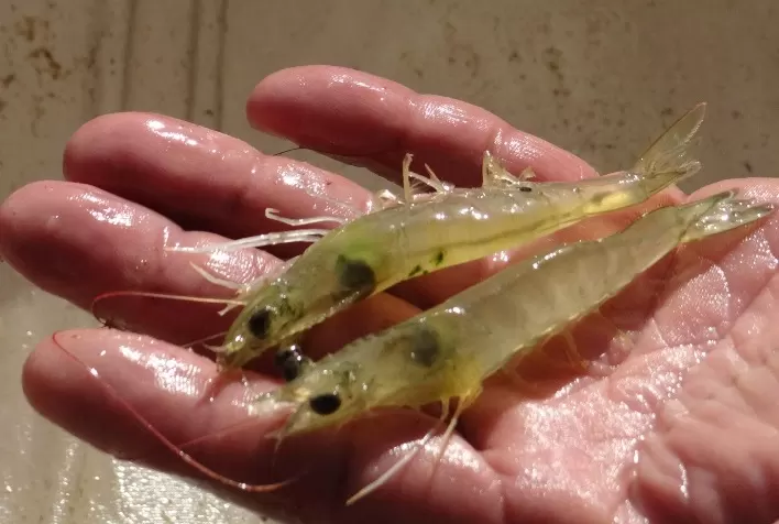 Embrapa leva tecnologias e produtos a um dos principais eventos do país em aquicultura