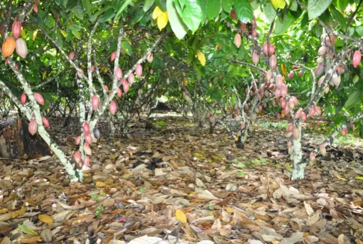 Edital irá selecionar empresas para produzir bioinsumo contra a vassoura-de-bruxa na produção de cacau