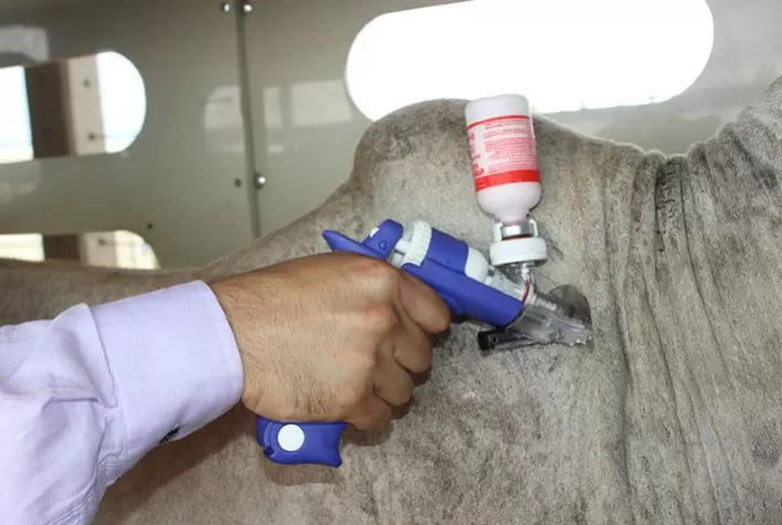 Campanha de vacinação da febre aftosa se encerra no fim de novembro