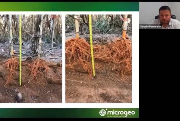Consórcio milho safrinha-braquiária é potencializado com tecnologia biológica beneficiando o solo e o agricultor