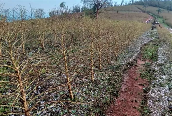 Chuvas de granizo em novembro já atingiram 51 mil hectares de lavouras em Minas Gerais