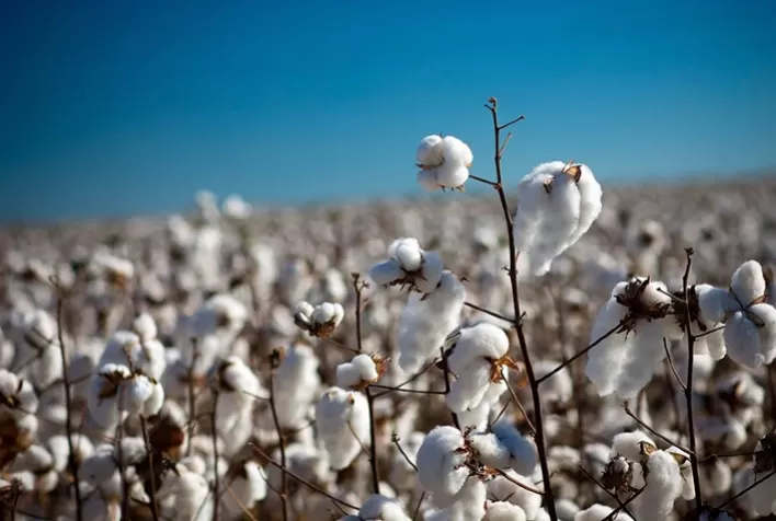Preço do algodão em Mato Grosso aumenta 4% e média vai a R$ 163