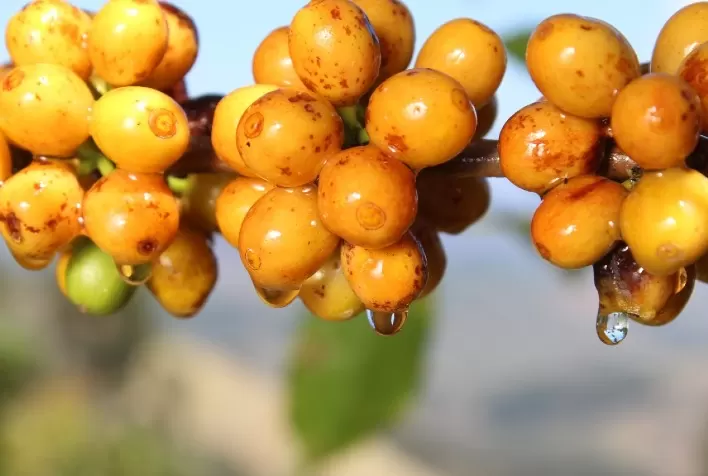 Guia do café em português será lançado durante a Semana Internacional do Café