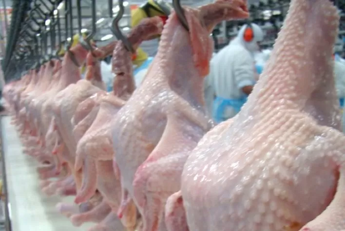 Em duas semanas, receita cambial da carne de frango in natura já alcança 60% do total auferido um ano atrás