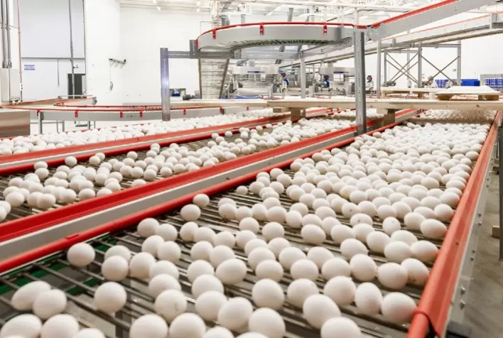 Receita de exportações de ovos cresce 26,6% em outubro, aponta ABPA