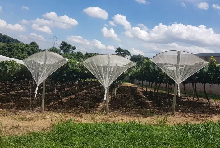 Estudos destacam os benefícios da adubação orgânica na horticultura