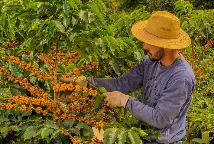 Coffee Of the Year 2022 tem 16 produtores atendidos pelo ATeG Café+Forte nas Matas de Minas e Caparaó