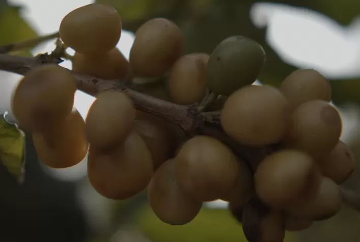 Regiões Produtoras de café do Brasil com Origem Controlada promovem Cupping na Semana Internacional do Café