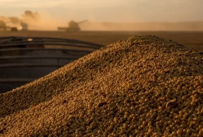 Soja: Óleo lidera baixas em Chicago e mantém grão e farelo no vermelho nesta 5ª, trigo cai forte
