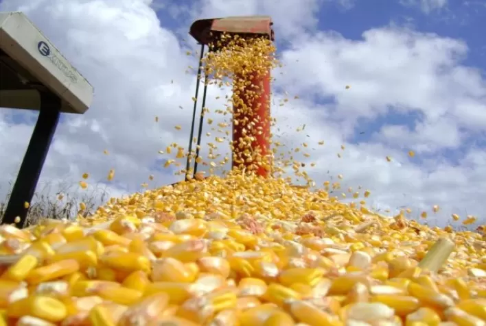 Milho/USDA: exportadores relatam vendas de 230,18 mil toneladas para o México
