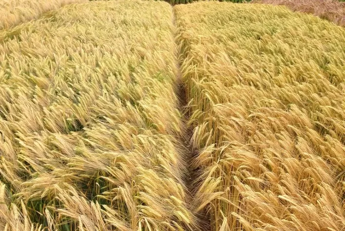 ZARC: Cultivo de cevada e aveia tem novo zoneamento agrícola de risco climático