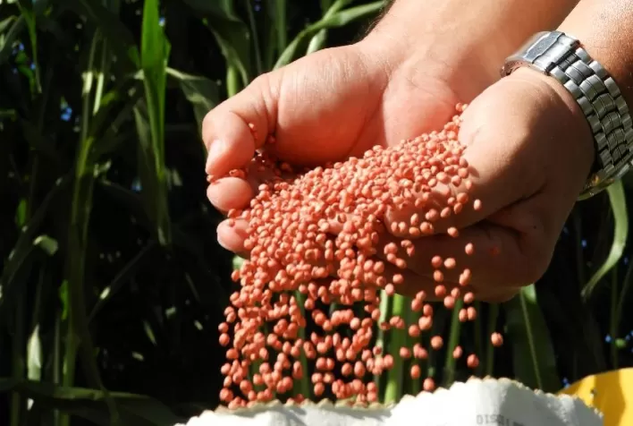 Silagem de sorgo e milho ganha protagonismo em evento/feira dentro de fazenda em MS