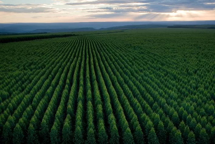 Em rota inovadora, empresas do setor de árvores cultivadas investem R$610 milhões em startups