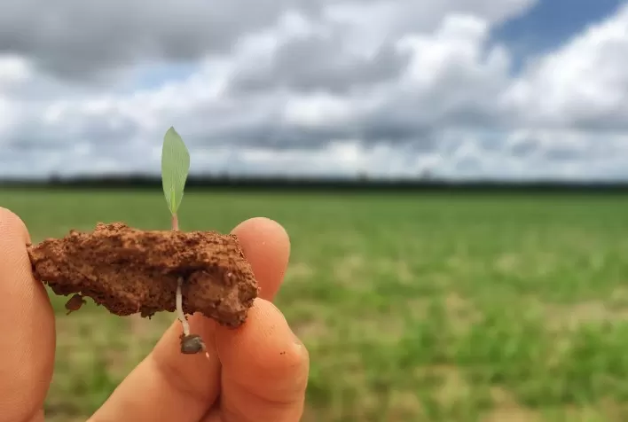 Cuidado na fase da germinação é importante na formação da pastagem