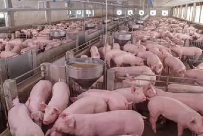 Controle estratégico da ileíte requer procedimentos de biosseguridade e vacinação