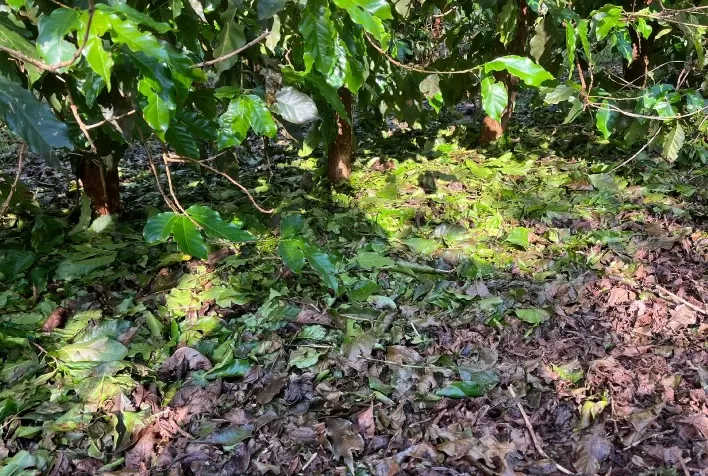 Manejo rápido é decisivo para evitar danos maiores em cafeeiros atingidos por granizo