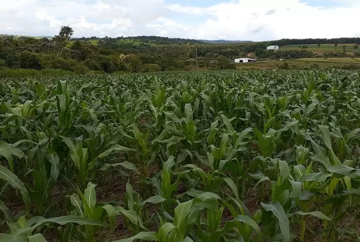 Emater disponibiliza sementes de milho a preços acessíveis para agricultores familiares de Goiás