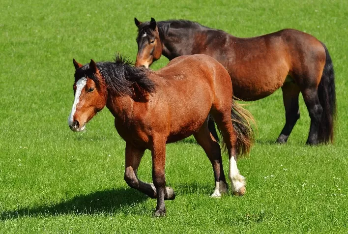 Leptospirose: doença prejudica o bem-estar animal e gera prejuízo para criadores de bovinos, suínos e equinos